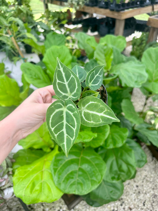 Anthurium Crystallinum X Magnificum