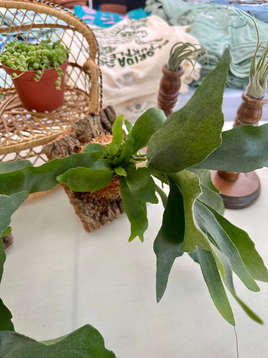 Mounted Staghorn Fern ~ Restock on 11/4