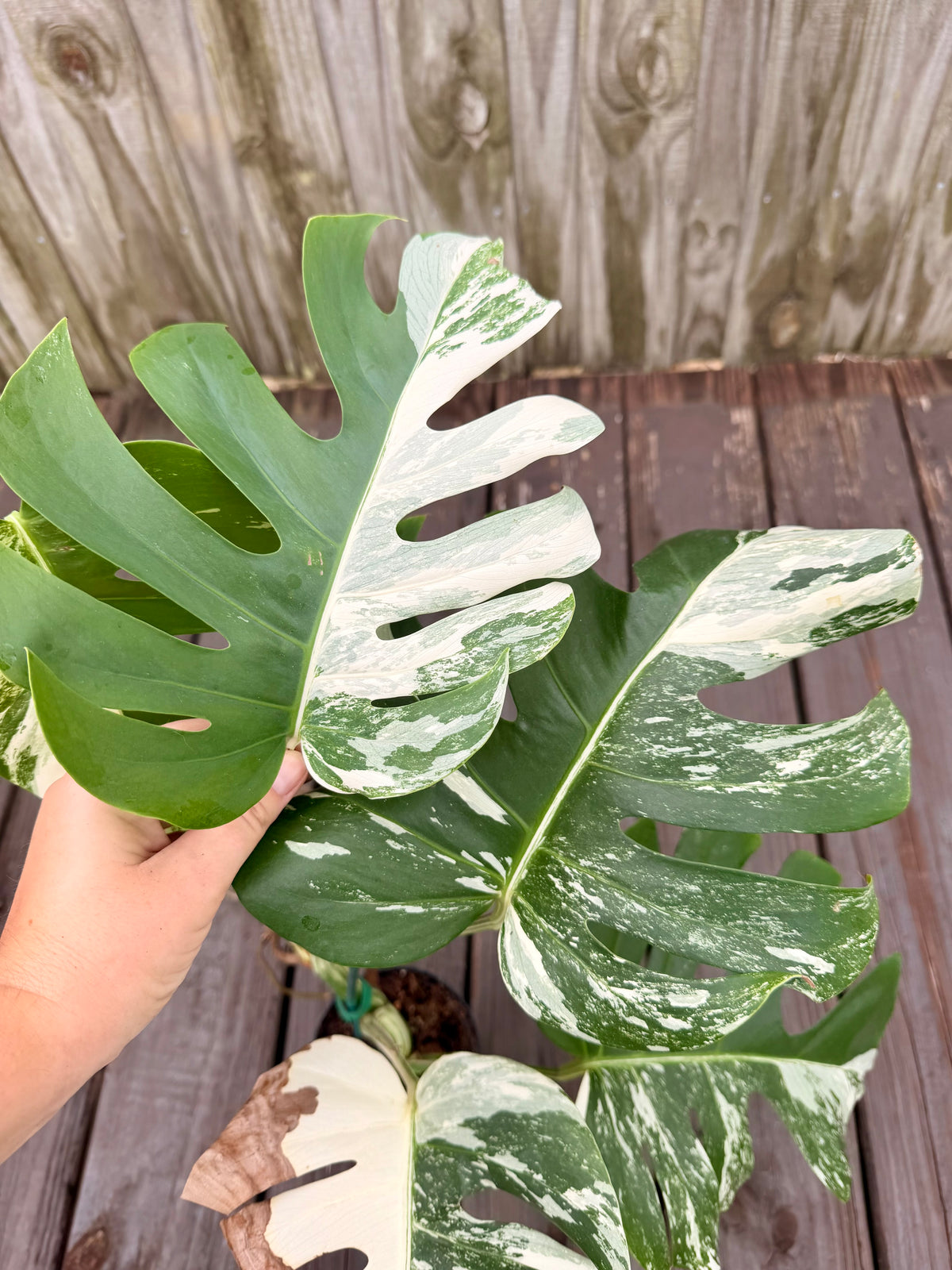 Monstera Albo