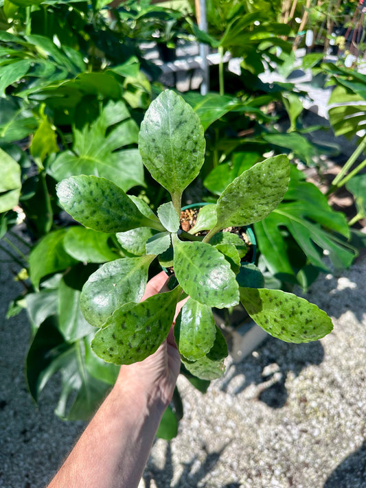 Donkey Ear Succulent