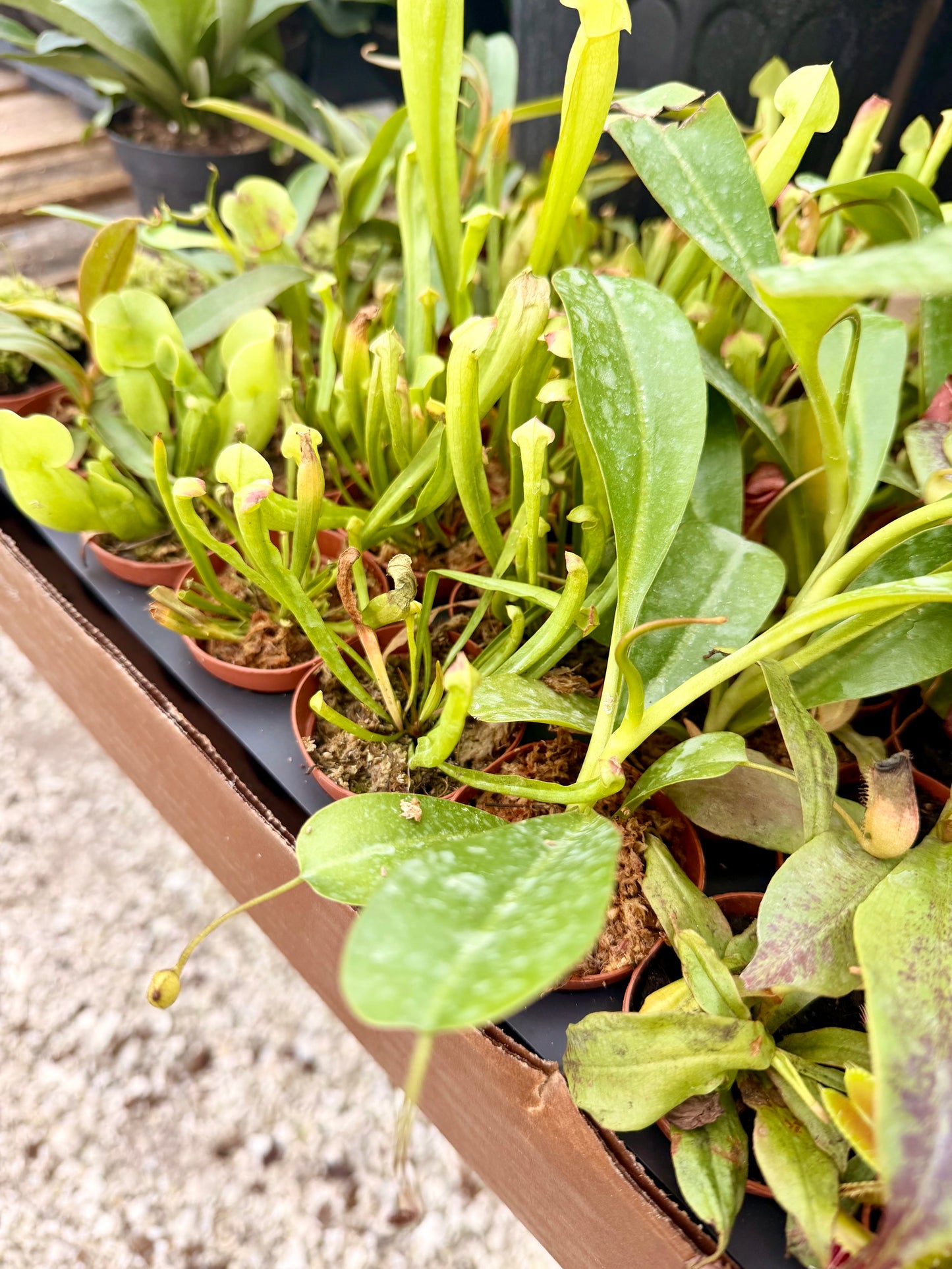 2" Carnivorous Plants