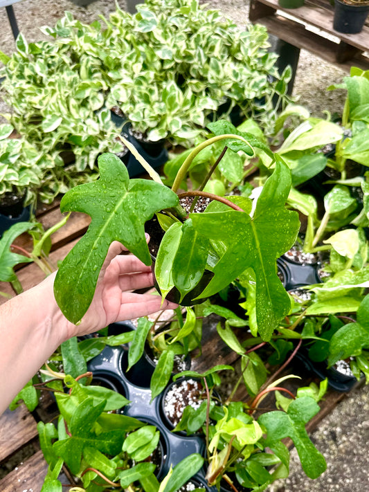 Philodendron Florida Green