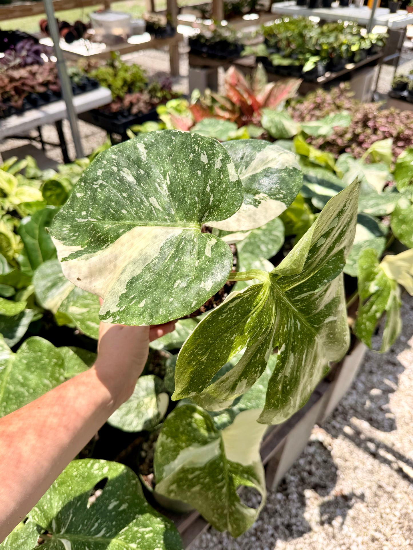 Monstera Thai Constellation