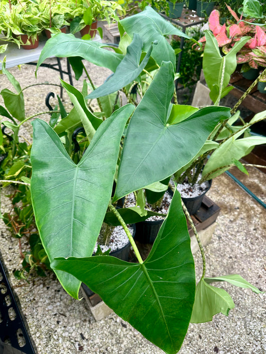 Alocasia Zebrina