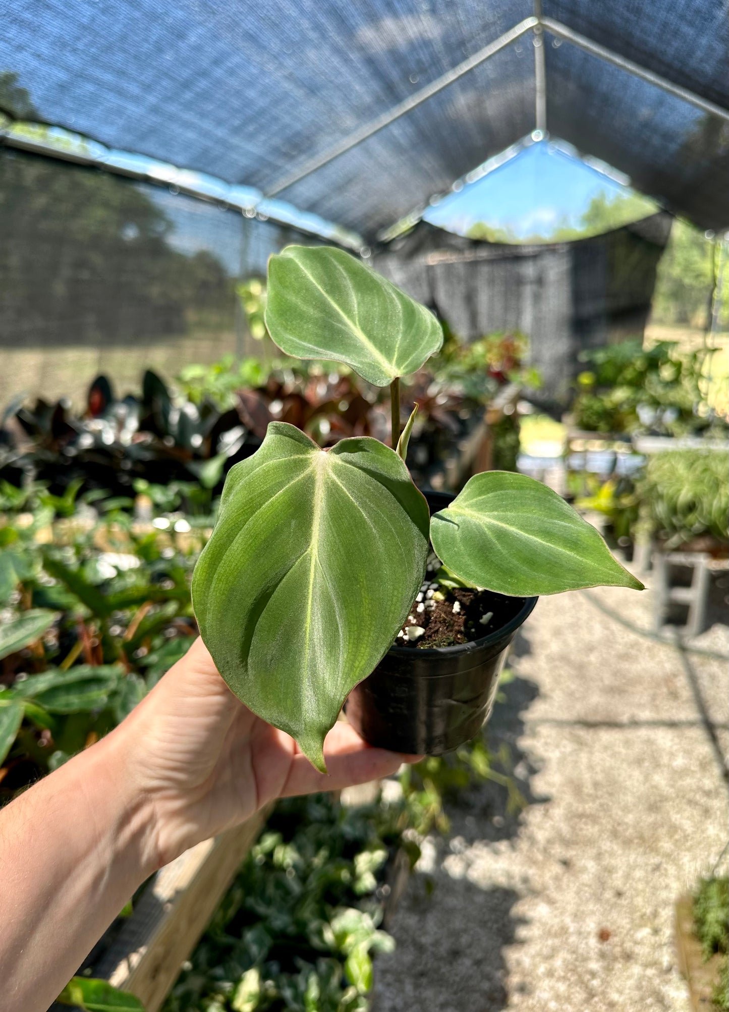 Philodendron Gloriosum
