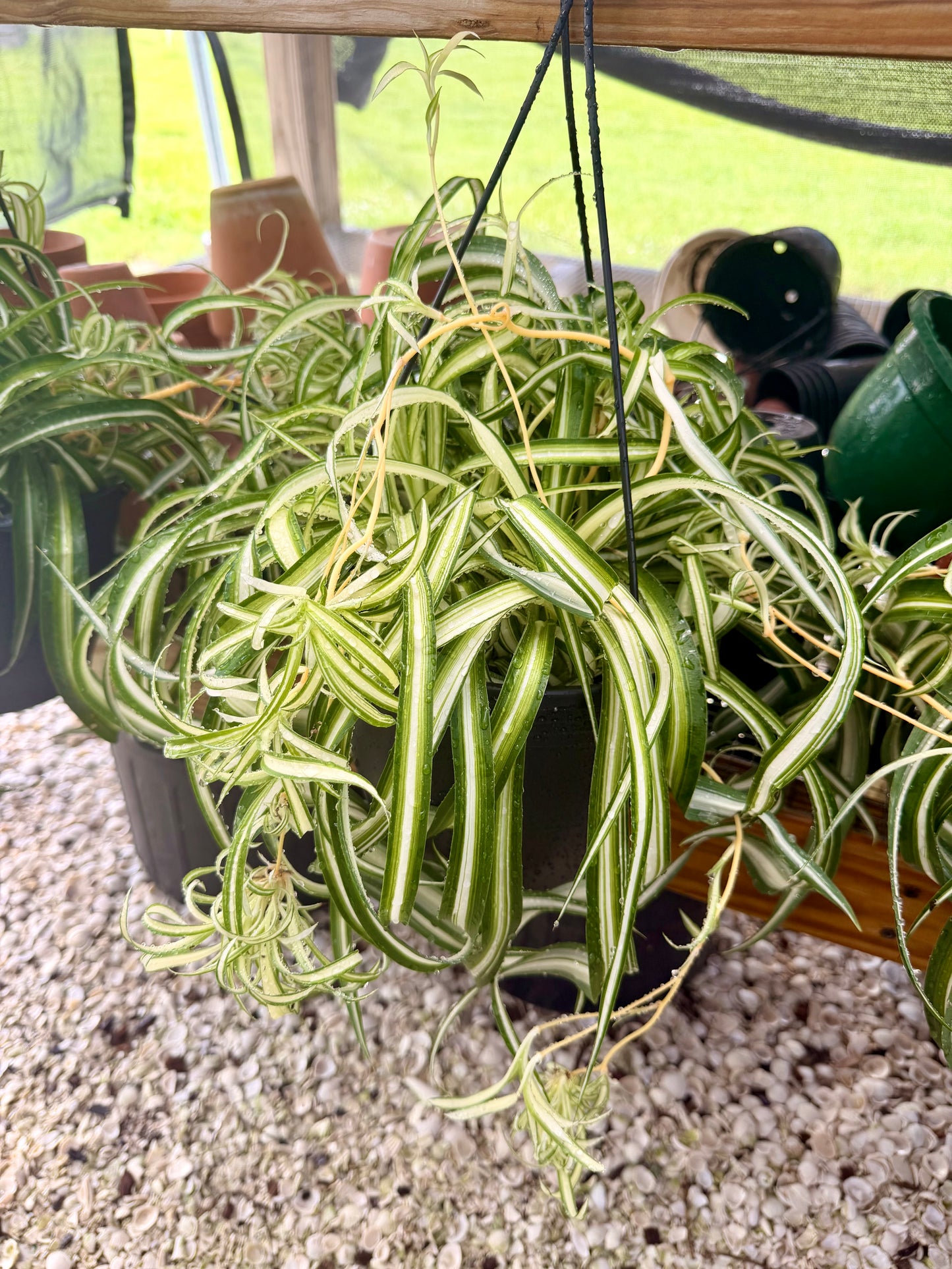 Spider Plant Curly