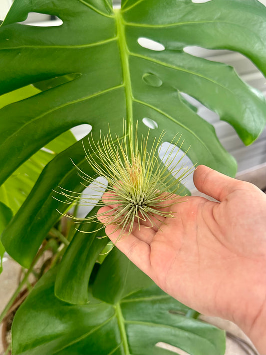 Tillandsia Hybrid • Andreana