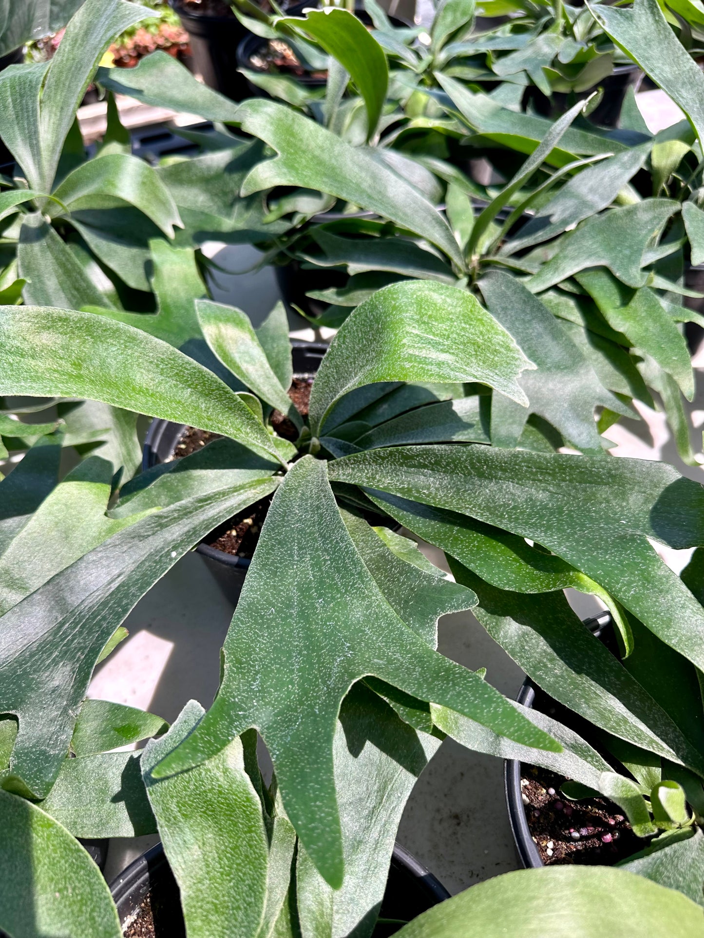 Staghorn Fern Netherlands