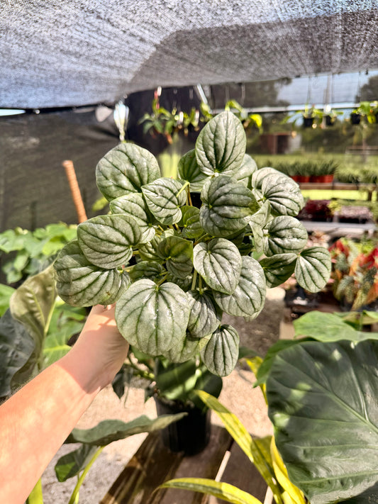 Peperomia Frost