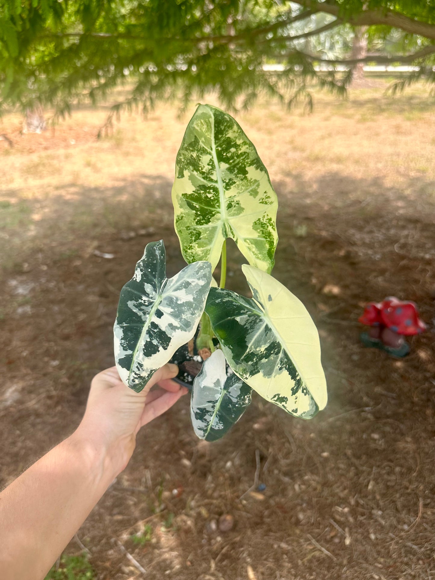 Alocasia Frydek Variegated
