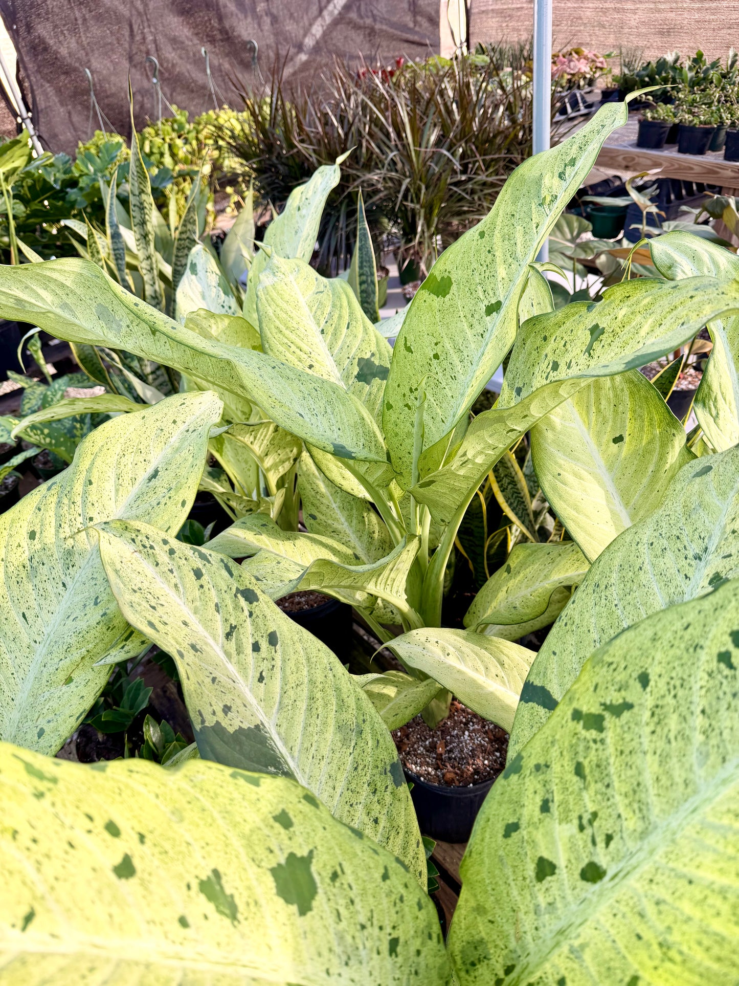 Dieffenbachia Camo