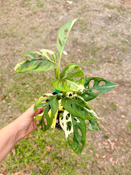 Monstera Adansonii Albo