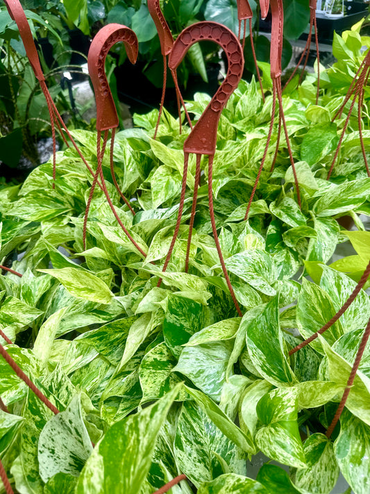 Epipremnum Snow Queen