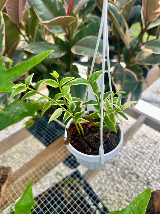 Hoya Bella with Outer Variegation