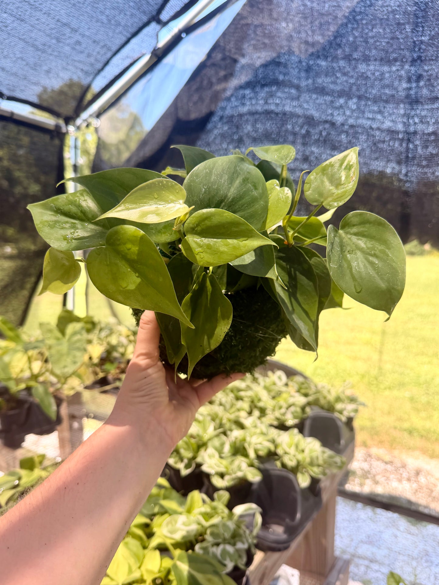 Kokedama Philodendron Heartleaf