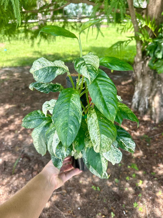 Rhaphidophora Puberula Variegated