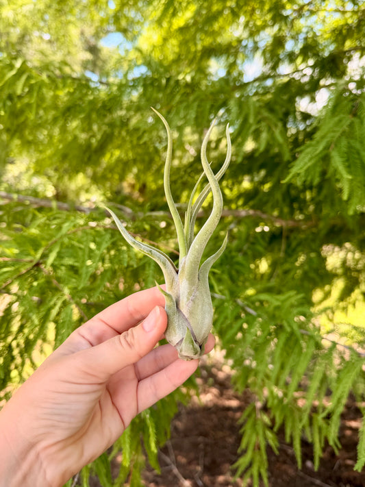 Tillandsia • Caputmedusae