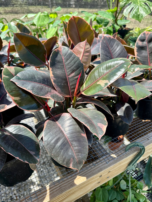 Ficus Ruby