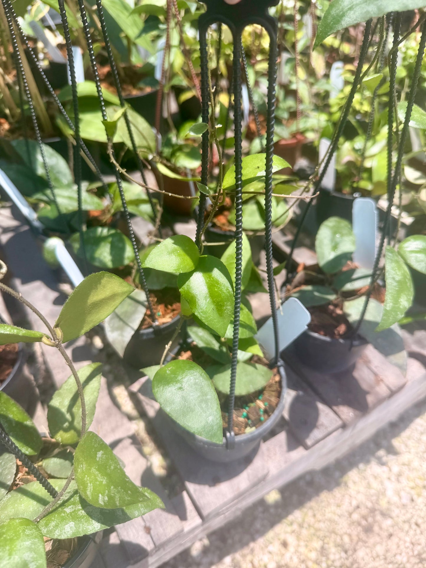 Hoya Caudata