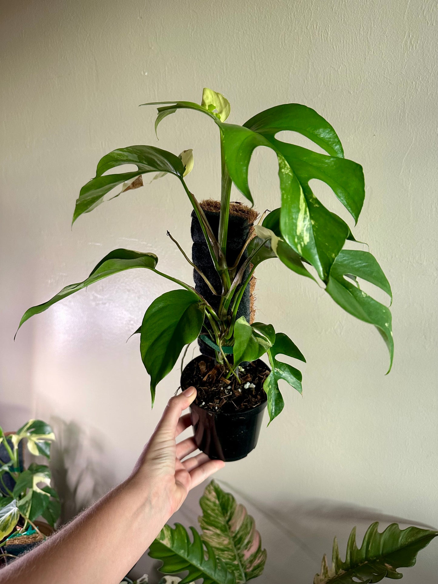 Rhaphidophora Tetrasperma (Mini Monstera) Variegated