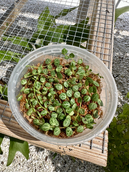 String of Turtles Propagation Box