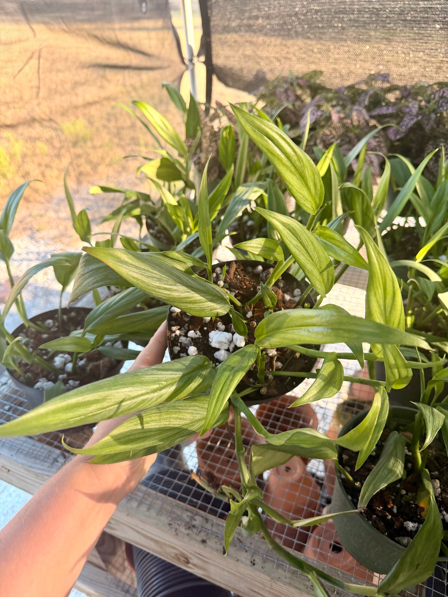 Epipremnum Amplissimum