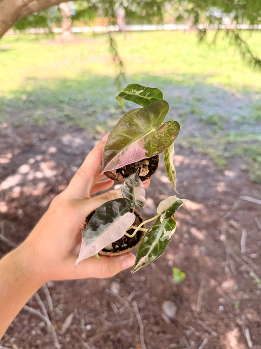 Alocasia Bambino Pink Variegated