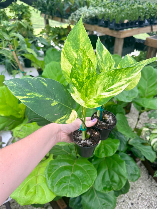 Epipremnum Pinnatum 'Yellow Flame'