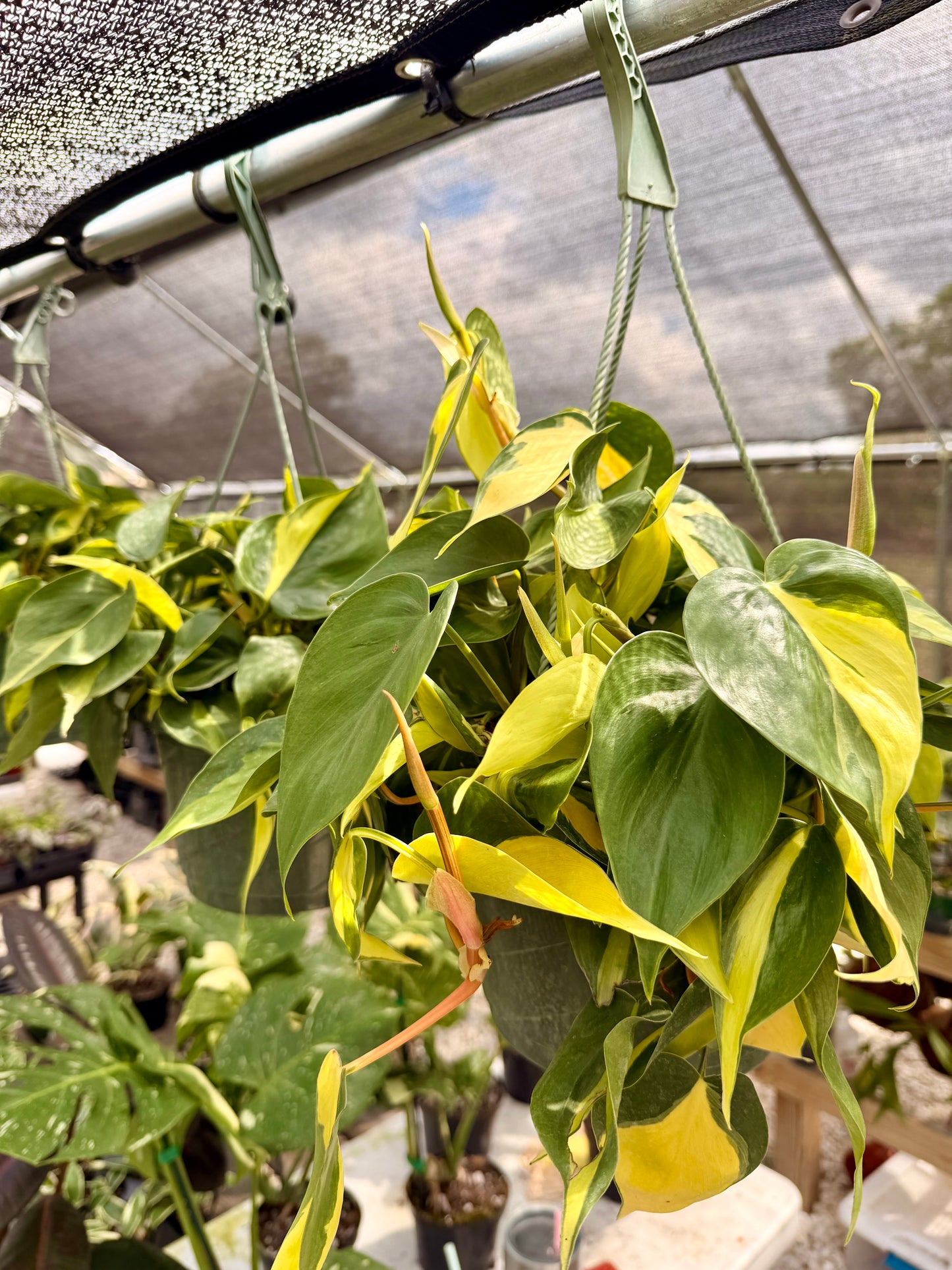 Philodendron Brasil