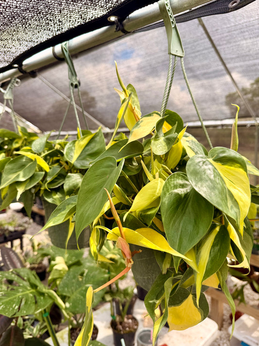 Philodendron Brasil