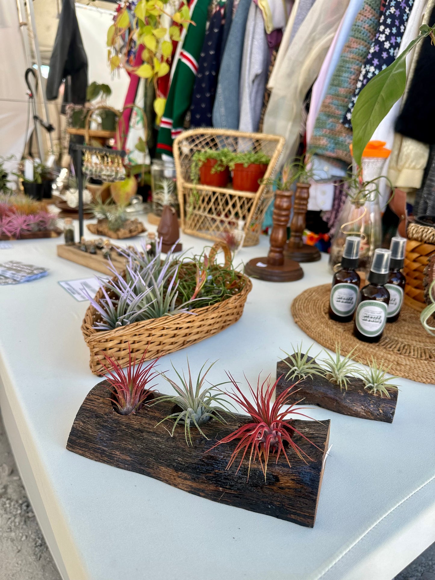 Oak Holder & 3 Air Plants