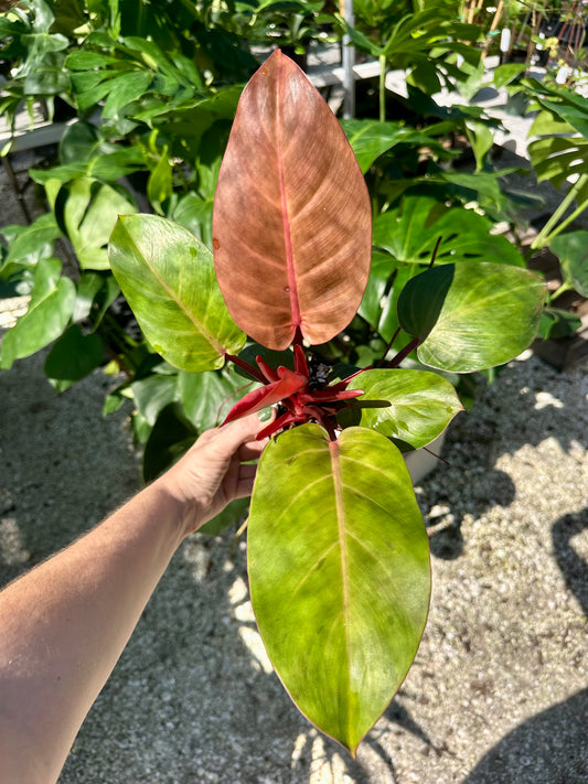 Philodendron McColley's Finale