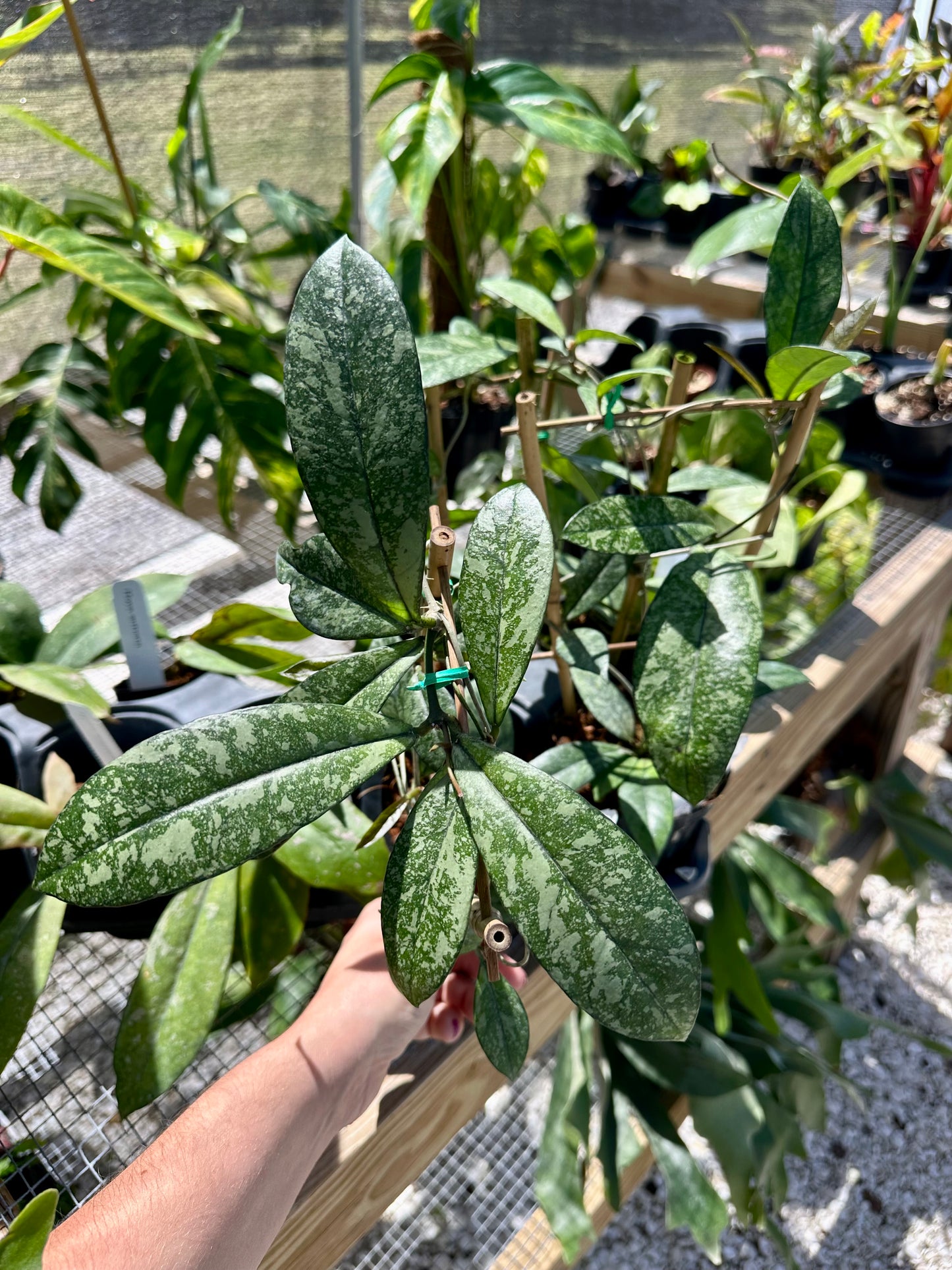 Hoya Crassipetiolata Splash