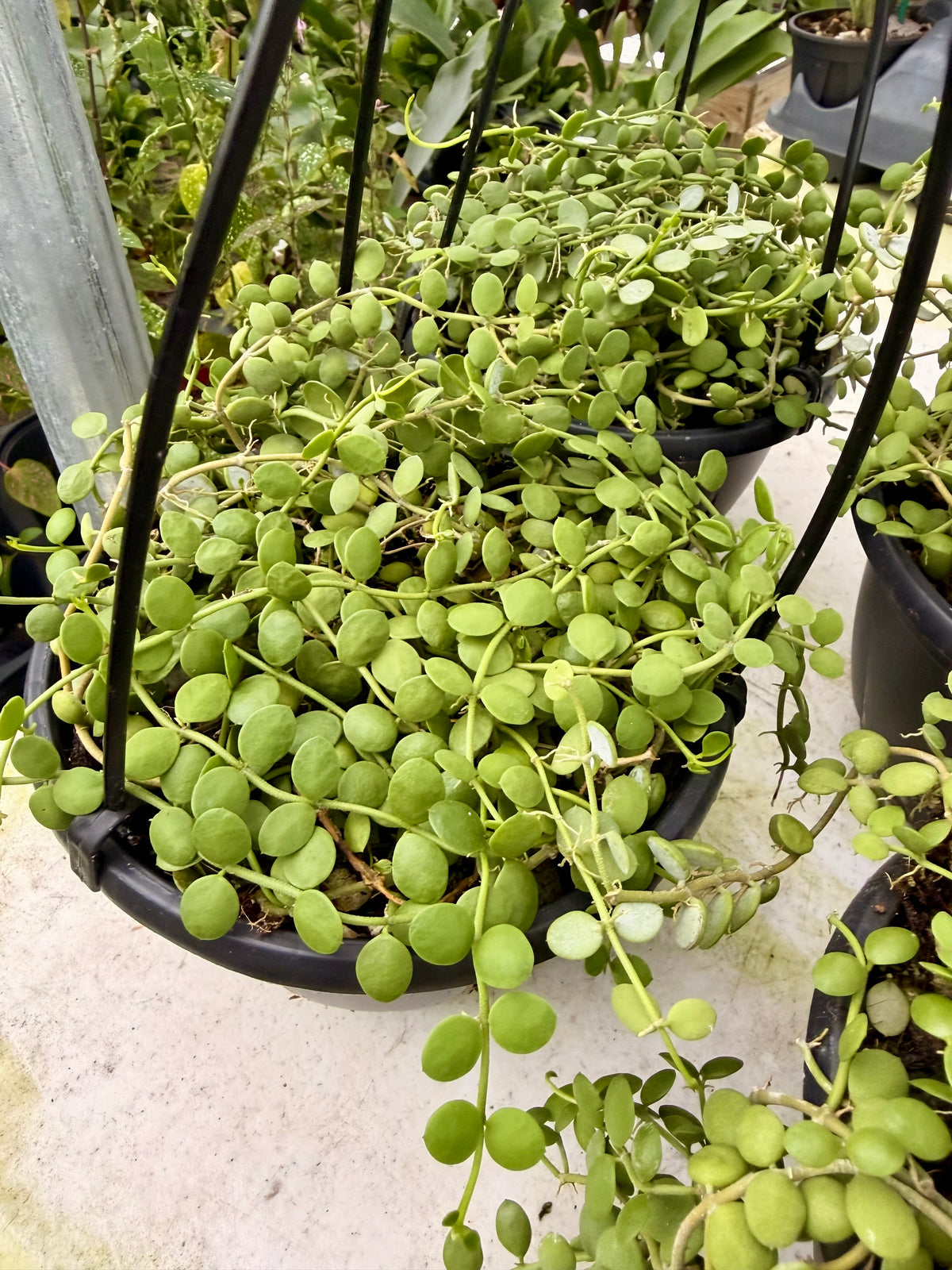 String of Nickels