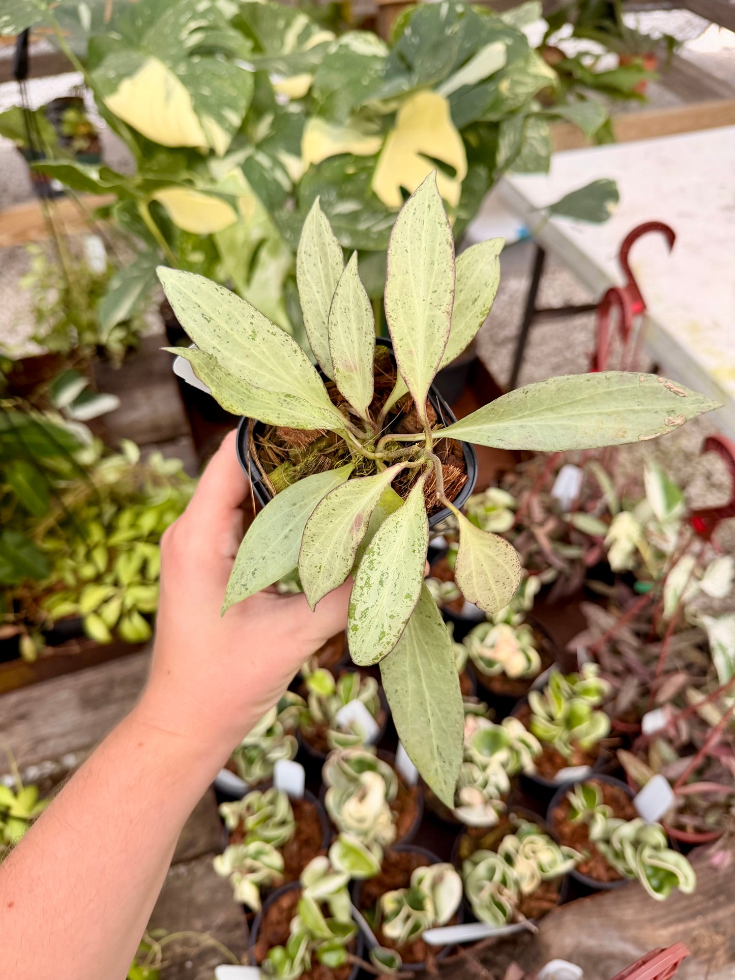 Hoya Nicholsoniae 'New Guinea Ghost