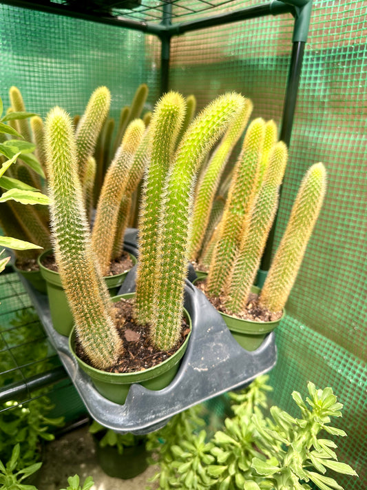 Fox Tail Cactus (Golden)