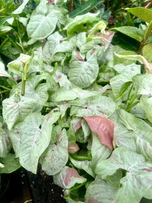 Syngonium Milk Confetti