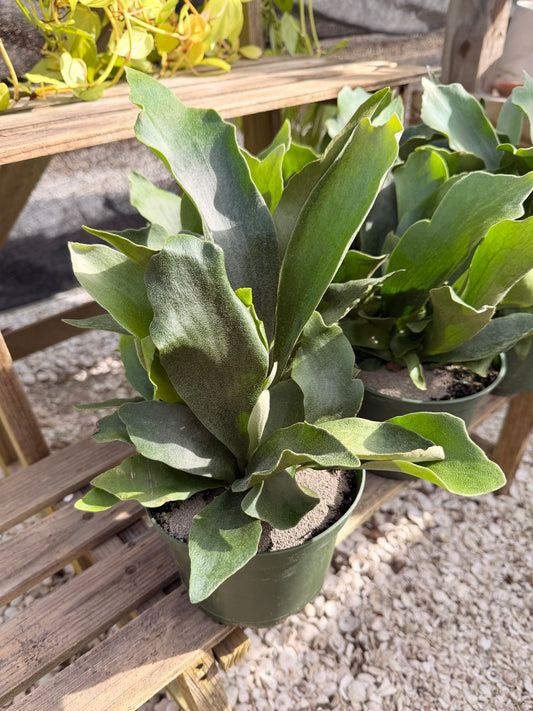 Staghorn Fern Netherlands
