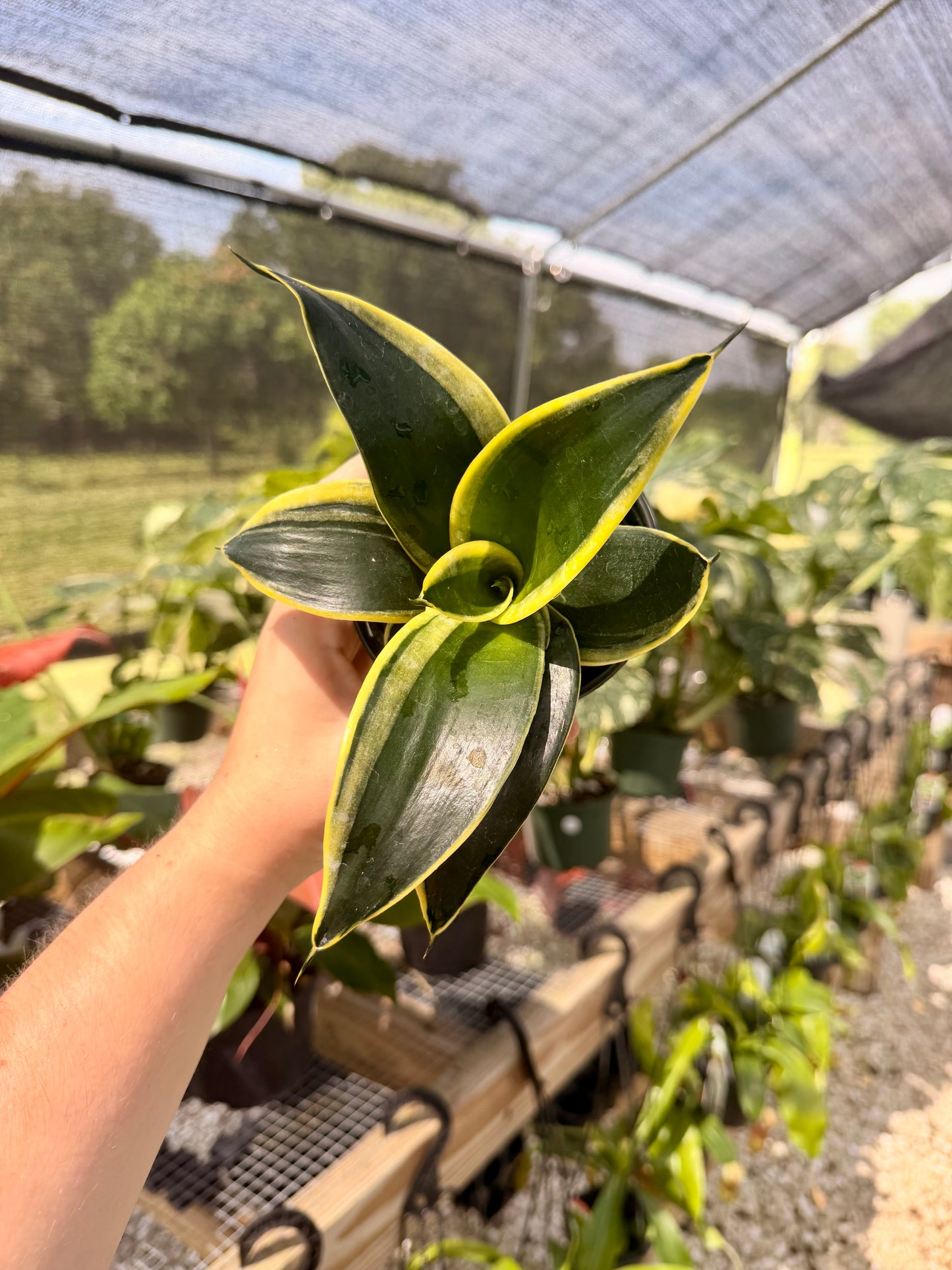 Sansevieria Superba Futura