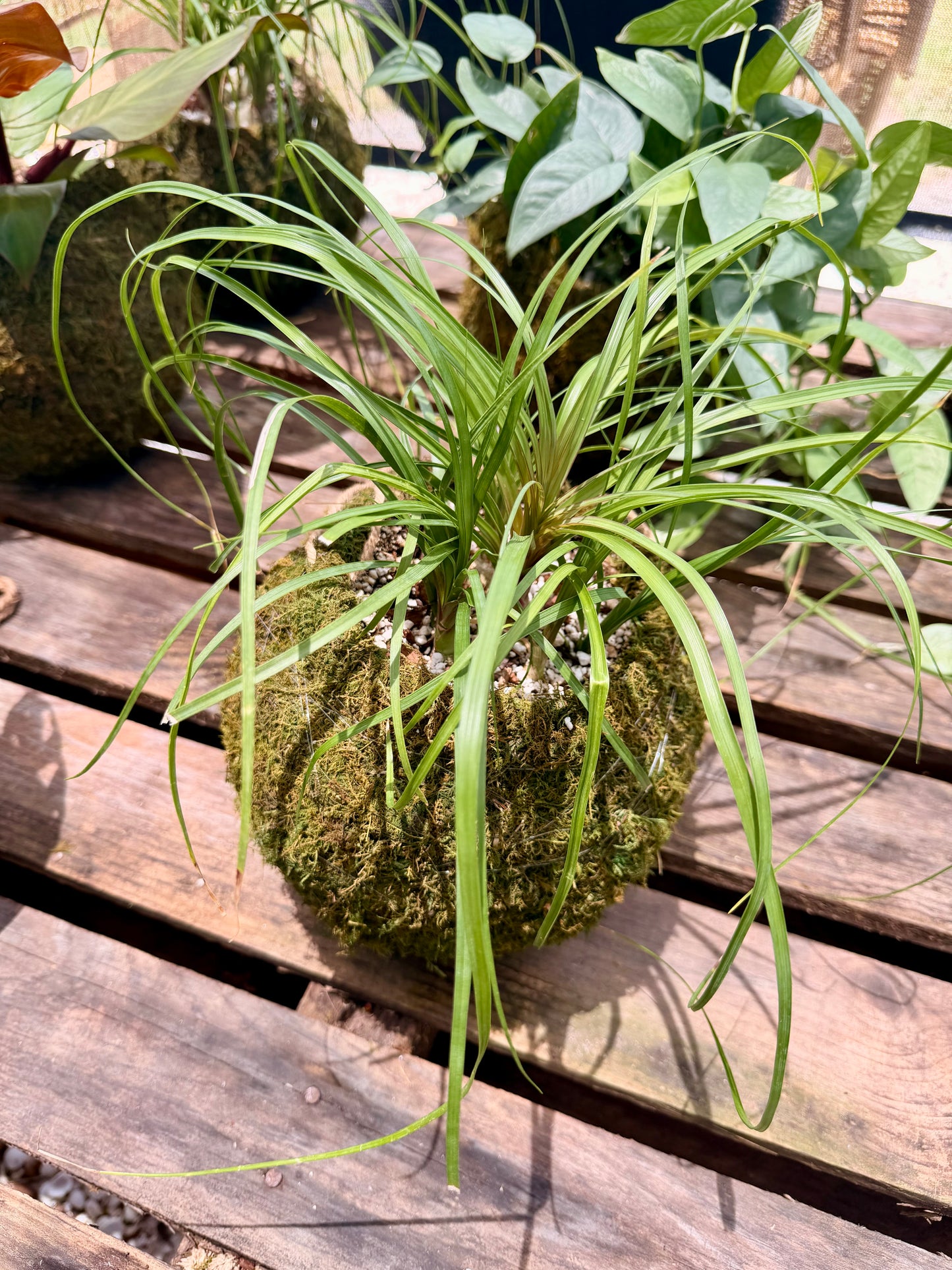 Kokedama Pony Tail Palm