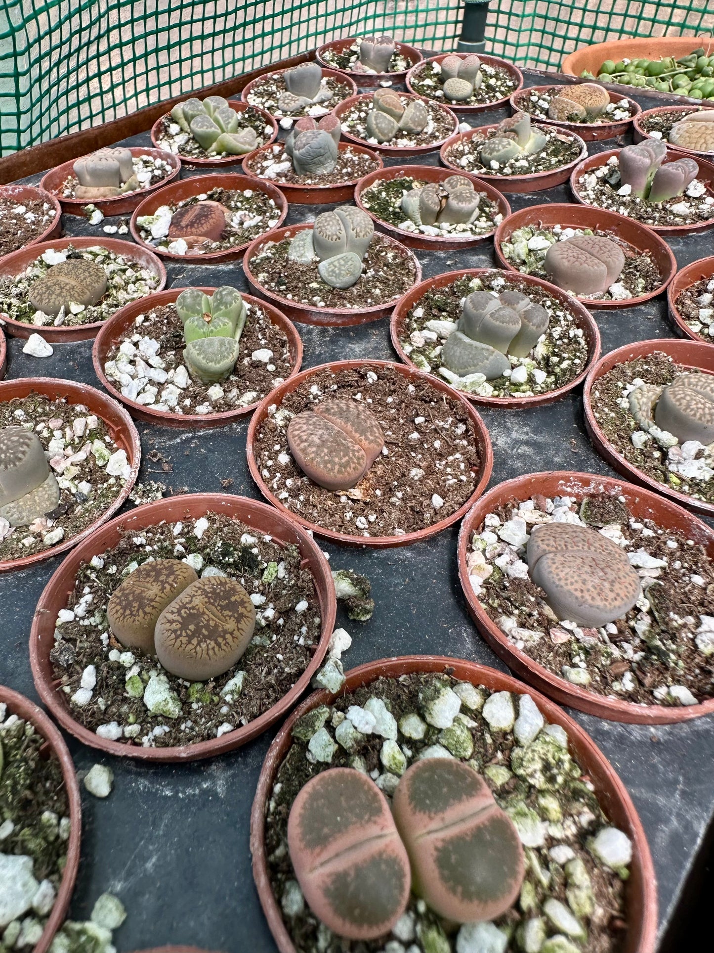 Lithops