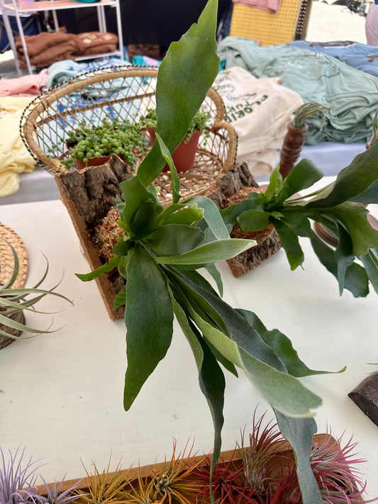 Mounted Staghorn Fern ~ Restock on 11/4
