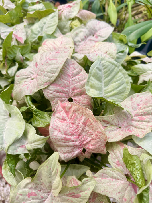 Syngonium Milk Confetti