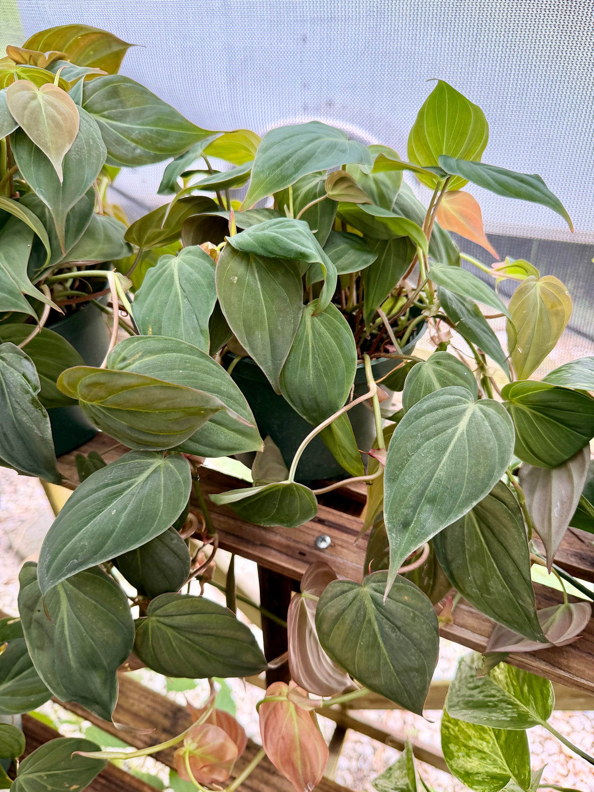 Philodendron Mican