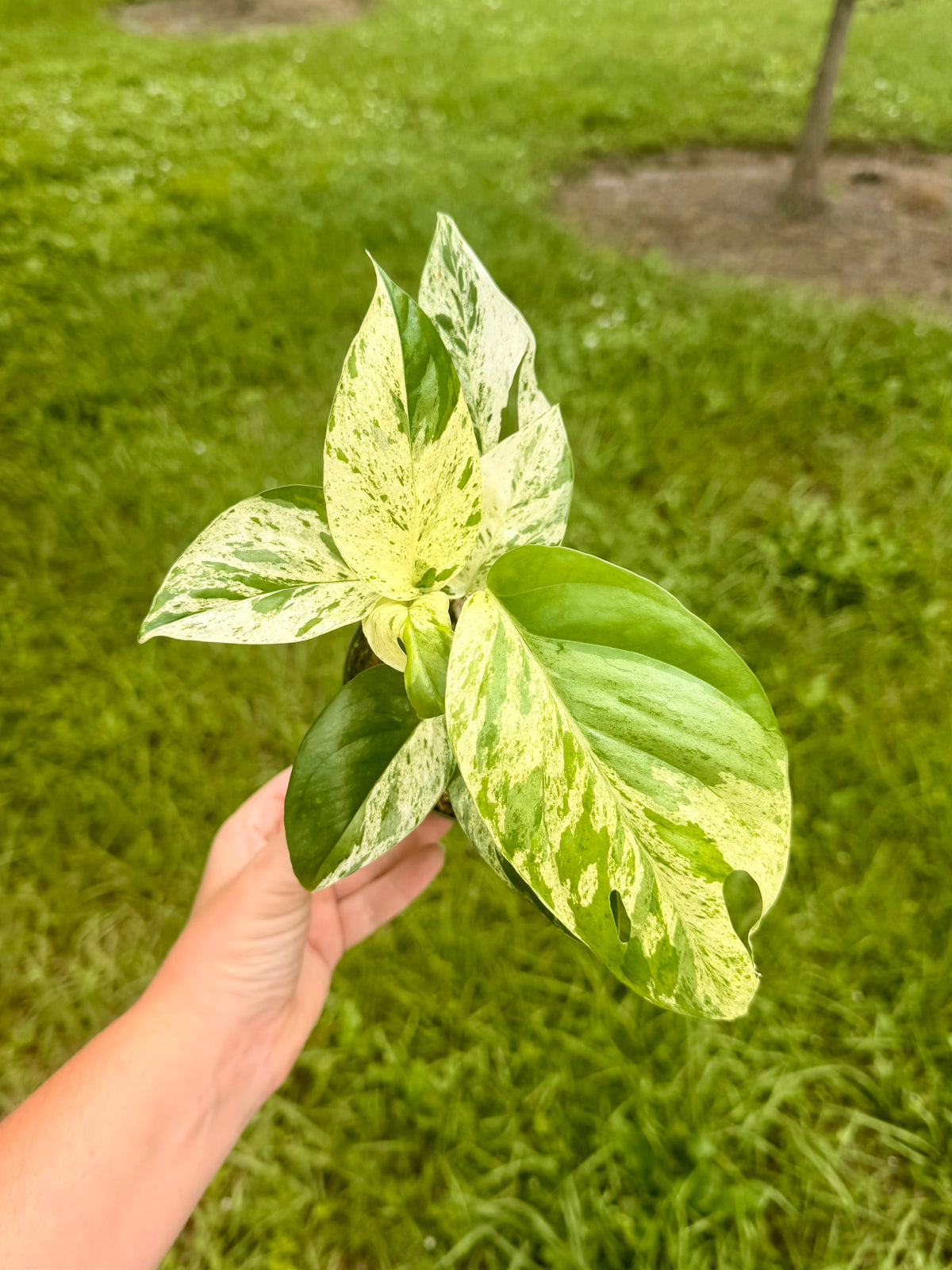Epipremnum Pinnatum Marble Variegated