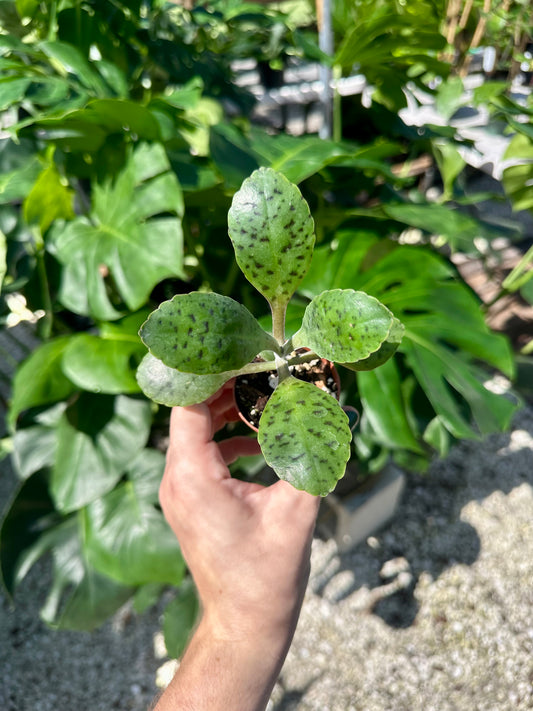 Donkey Ear Succulent
