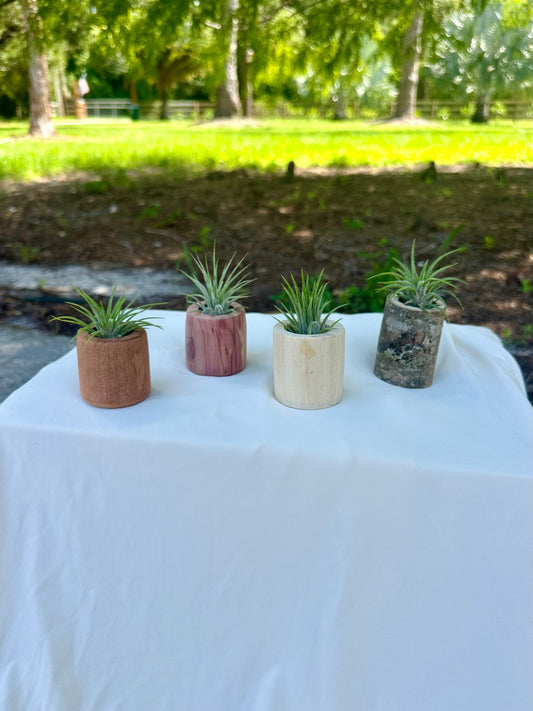 Magnetic Air Plant Holder