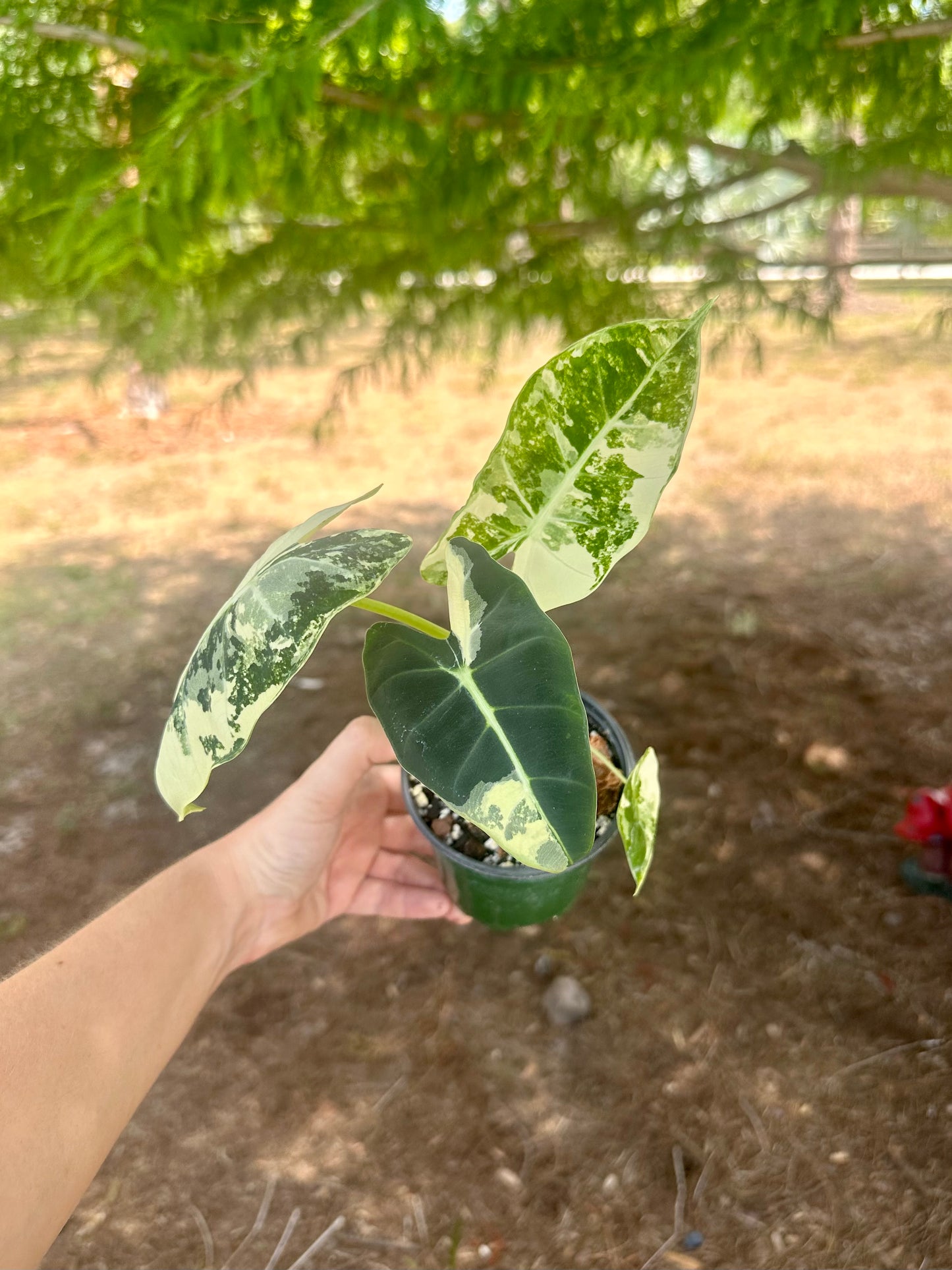 Alocasia Frydek Variegated