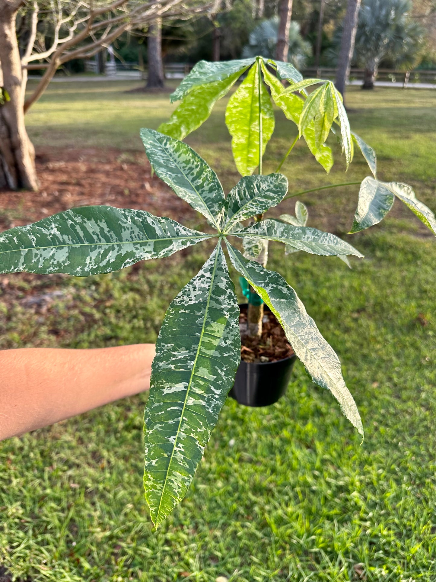 Money Tree Variegated