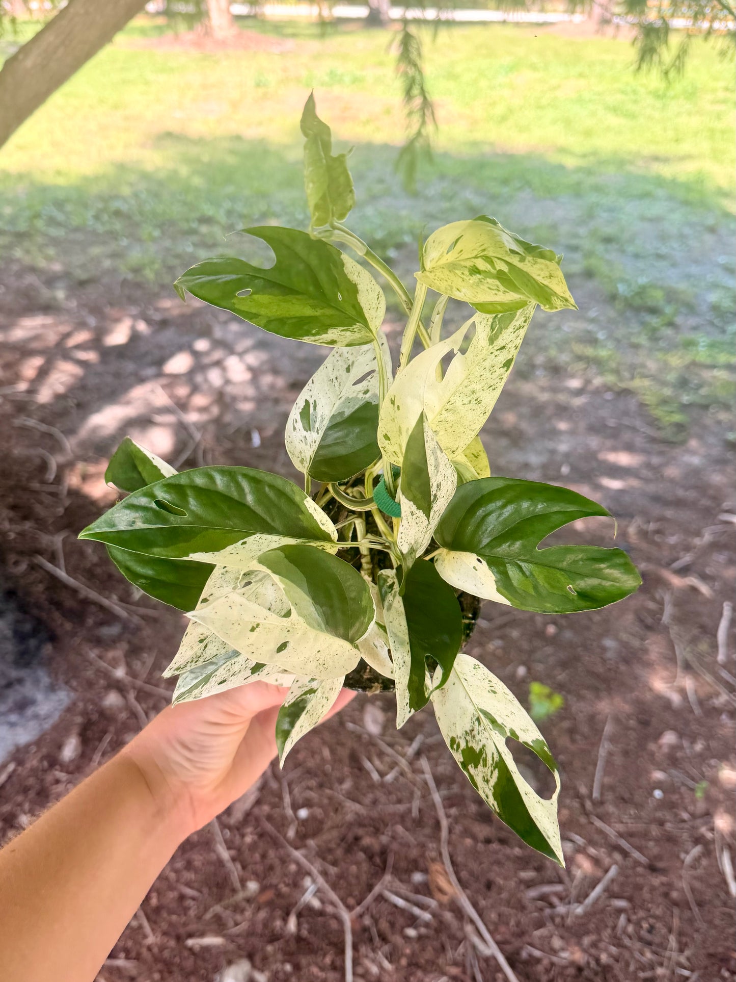Epipremnum Pinnatum Marble Variegated
